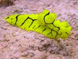 Cairns Grande Barriere de Corail poissons