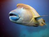 Cairns Grande Barriere de Corail poissons