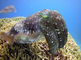 Cairns Grande Barriere de Corail poissons