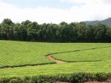 Palmerson Highway plantation de the