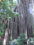 Atherton Fig tree