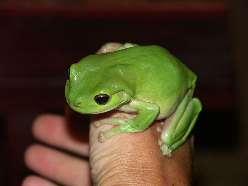 Grenouille