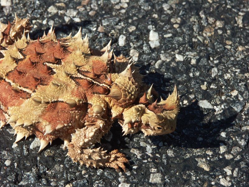 Thorny devil