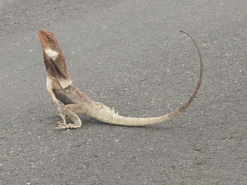 Frilled lezard