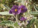 Native tomato