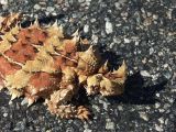 Thorny devil