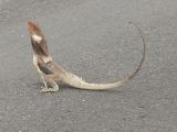 Frilled lezard