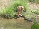 Wildlife Park - 32