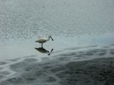 Wildlife Park - 21