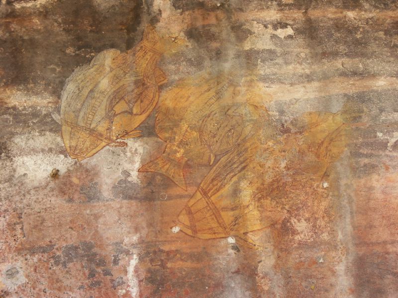 Kakadu - 16