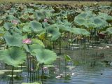 Kakadu - 48