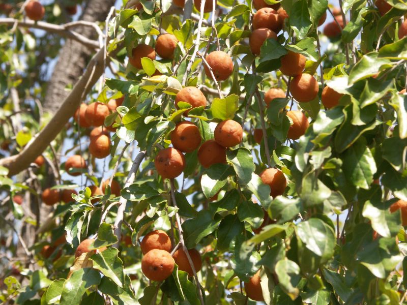 Fruit sauvage