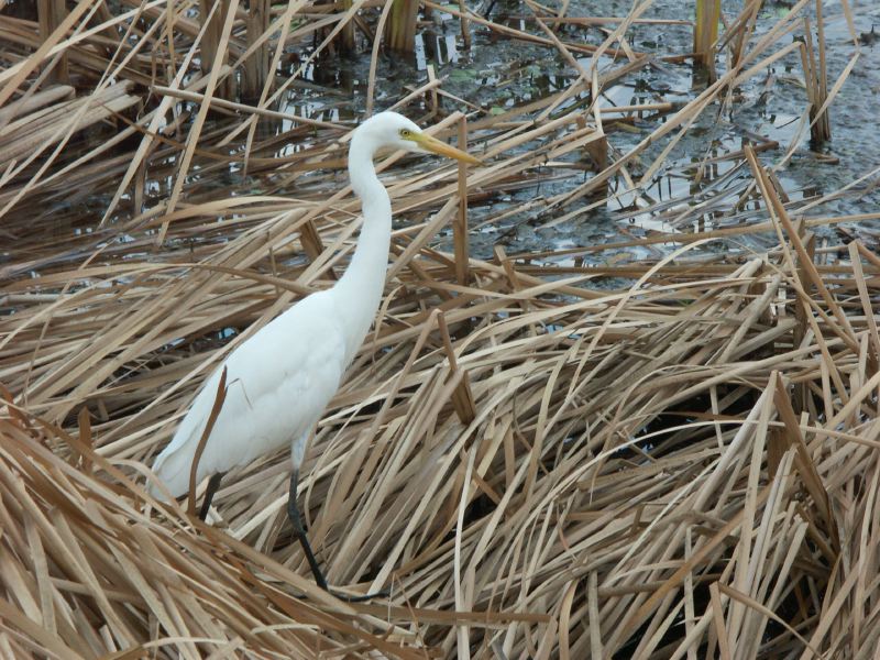 Lac de Kununurra