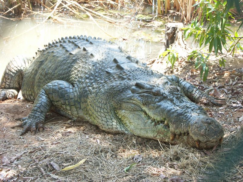 Saltie croco