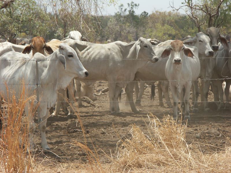 Les vaches