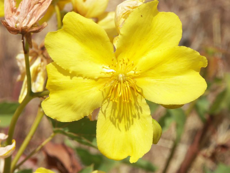 Fleur de kapok