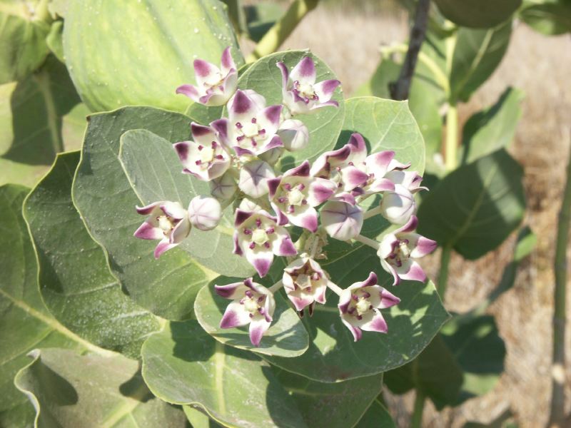 Fleur poison