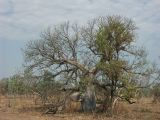 Baobab