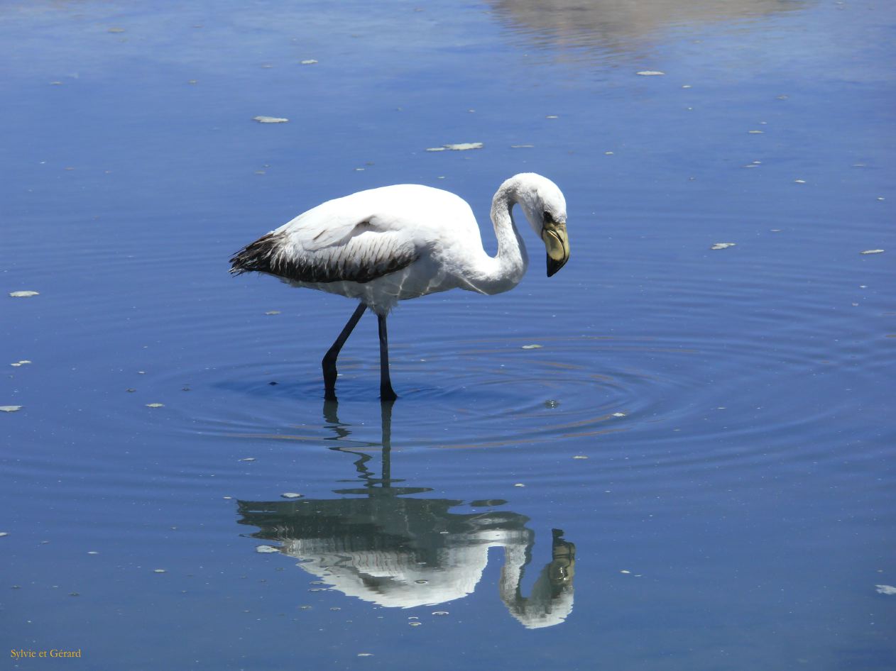 Bolivie Salar d'Uyuni la Laguna Canapa  102