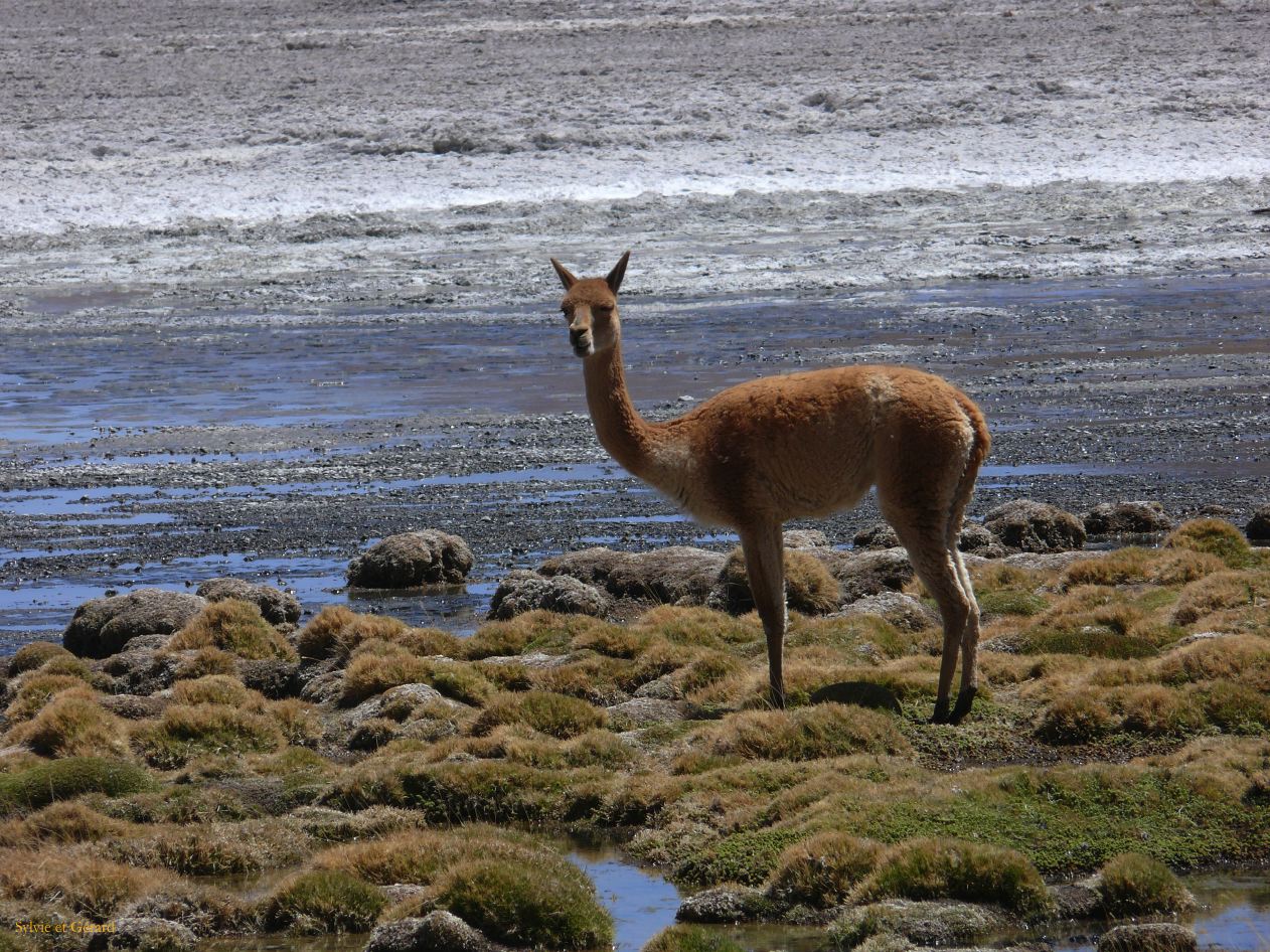 Bolivie Salar d'Uyuni la Laguna Canapa  107