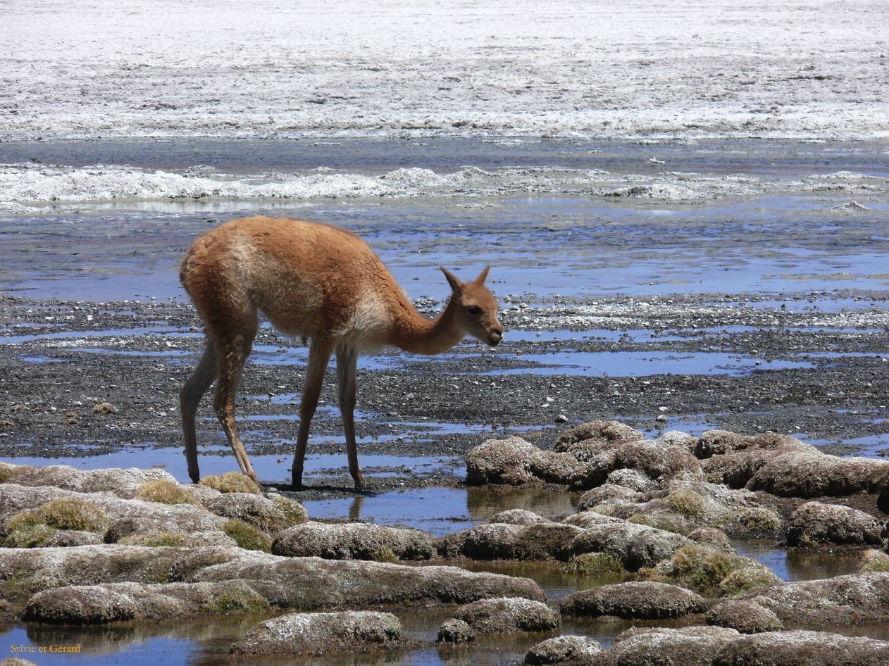 Bolivie Salar d'Uyuni la Laguna Canapa  111
