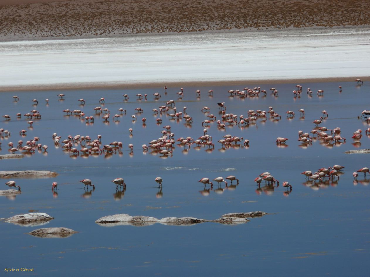 Bolivie Salar d'Uyuni Laguna Hedionda Sur  120