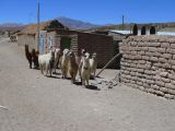 Bolivie Salar d'Uyuni Quetena Chico le Lipez  102