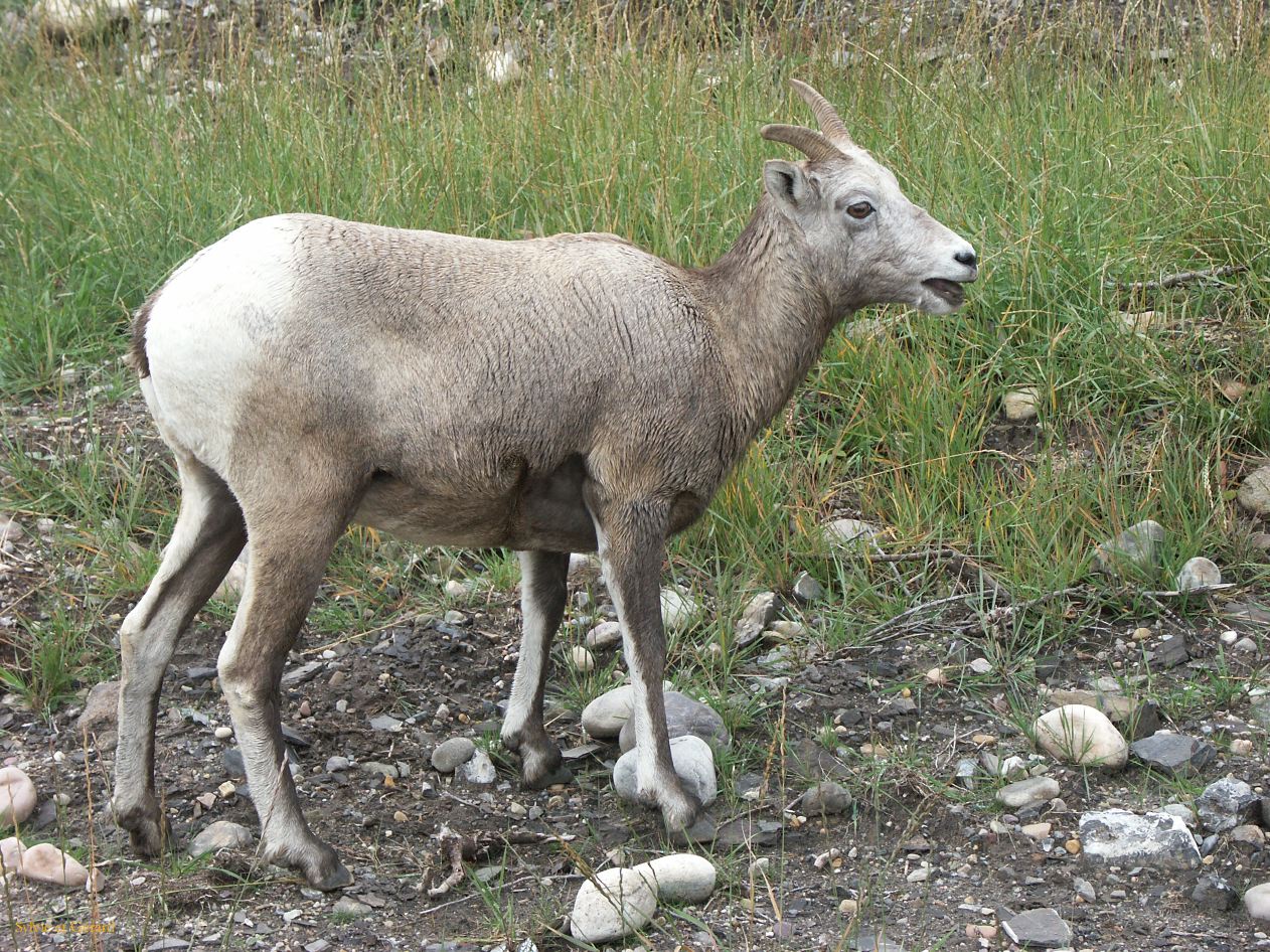 e jasper 26