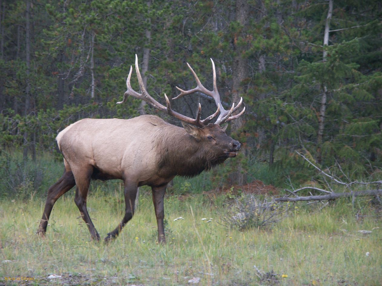 e jasper 39