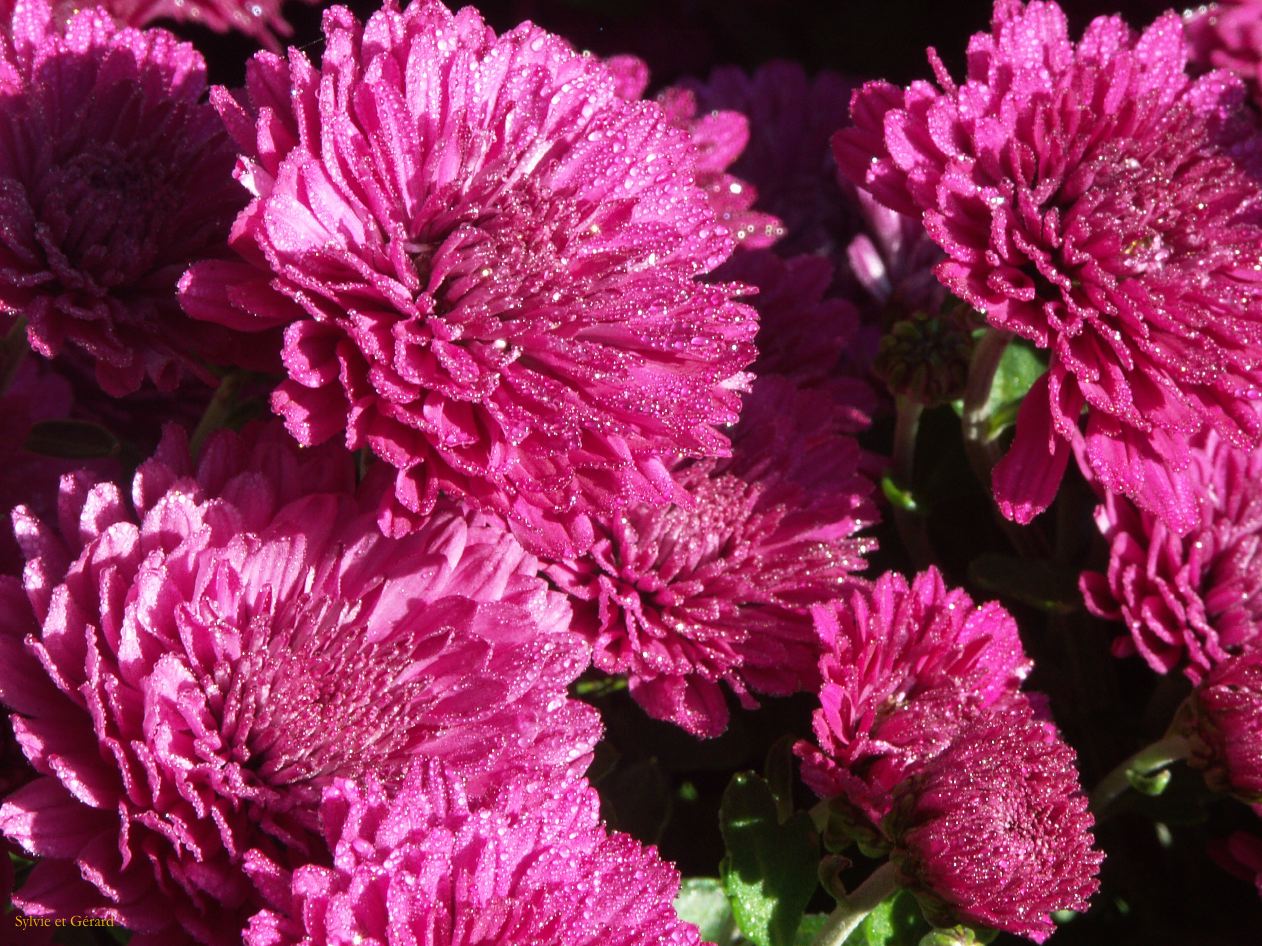 g victoria 11