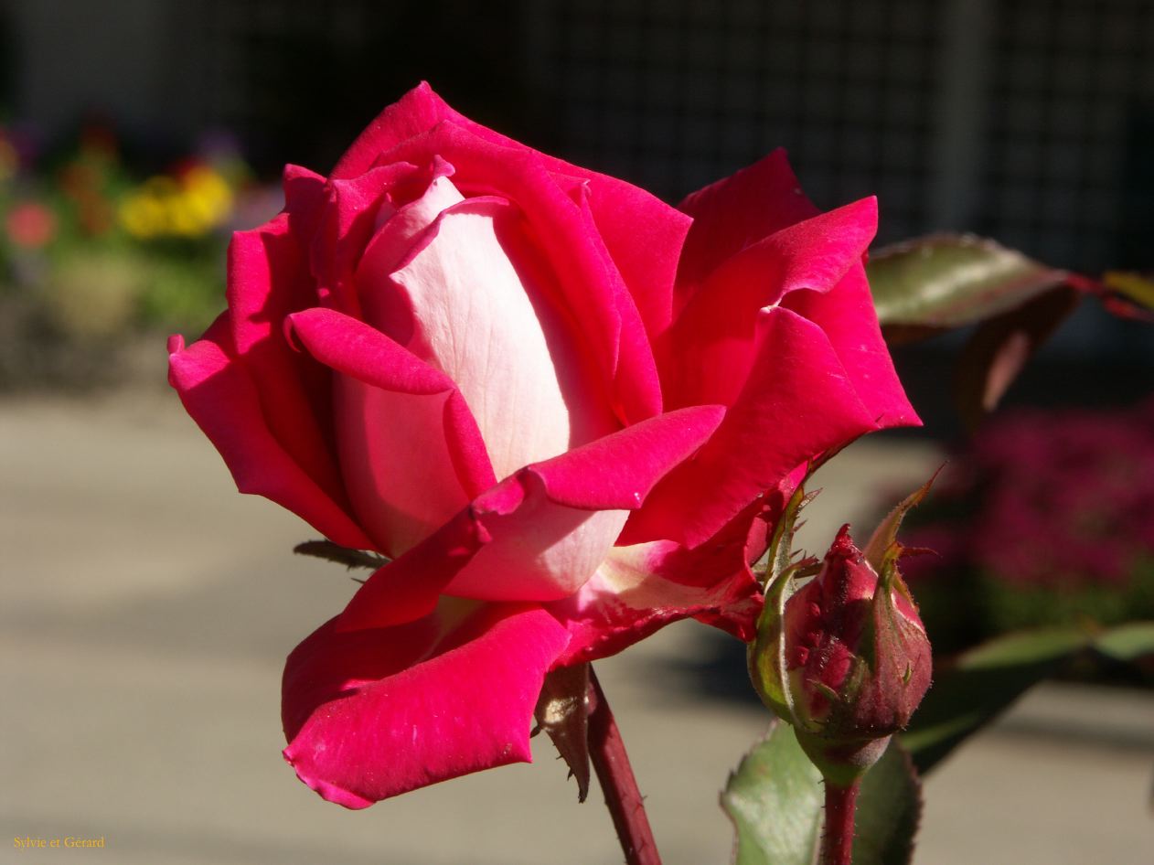 g victoria 20