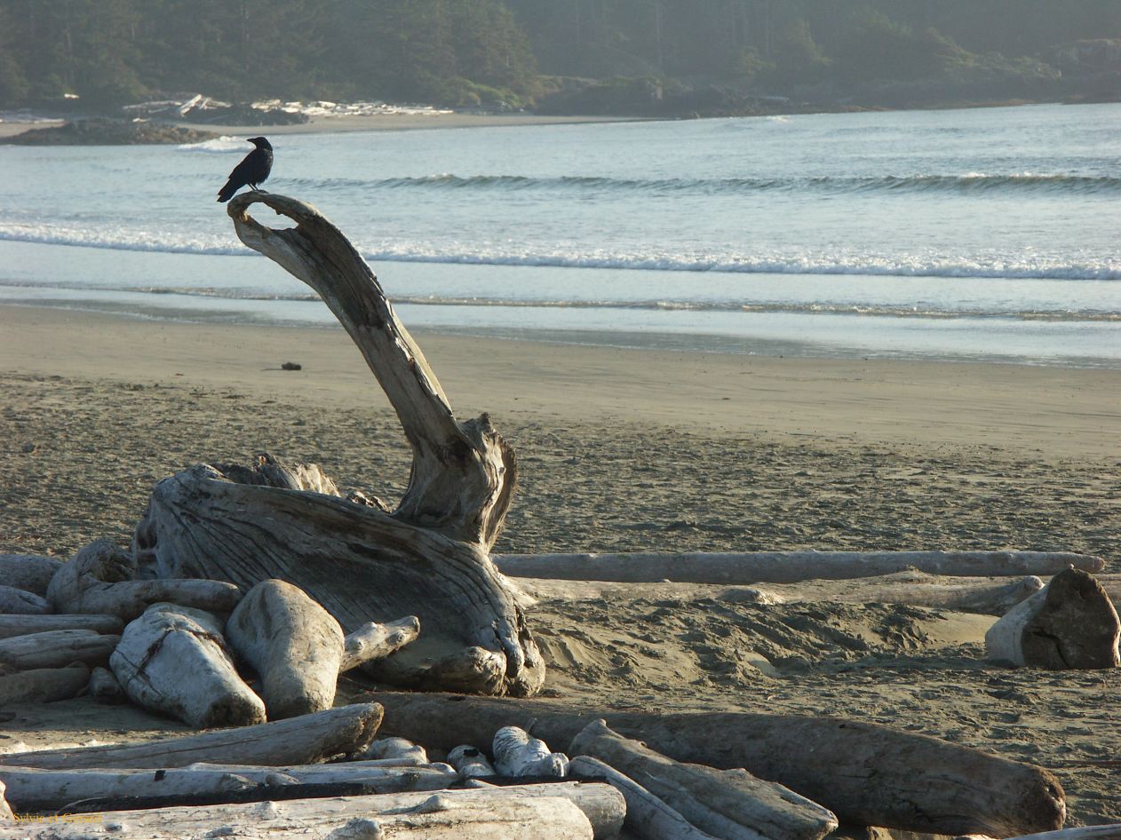 h ile de vancouver 33