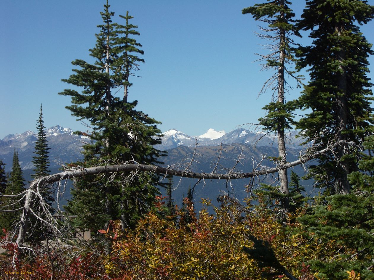 b Revelstoke 17
