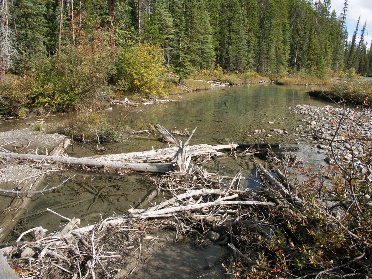 b Revelstoke 22