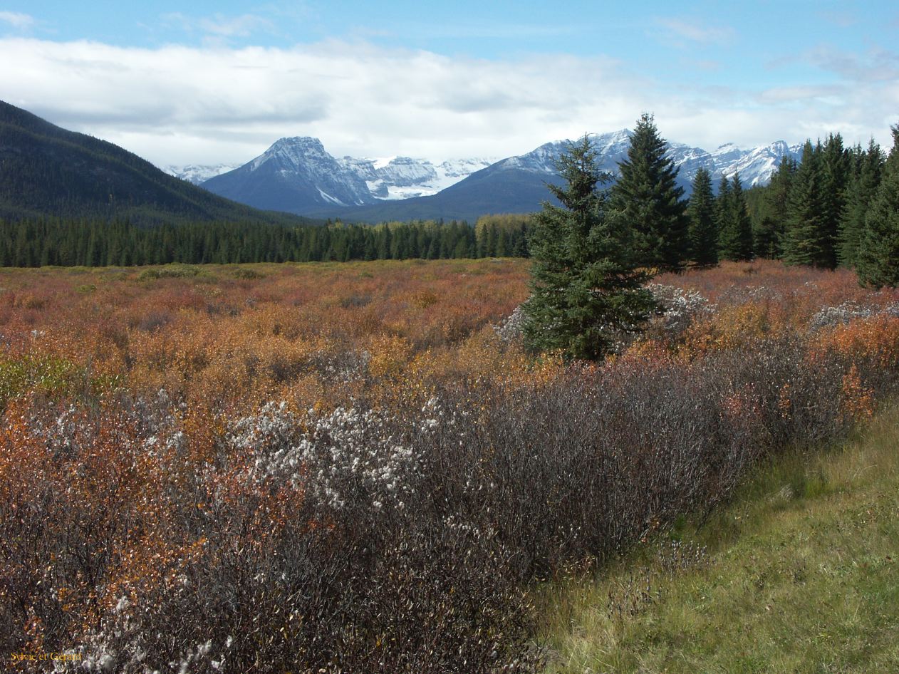 d banff 11