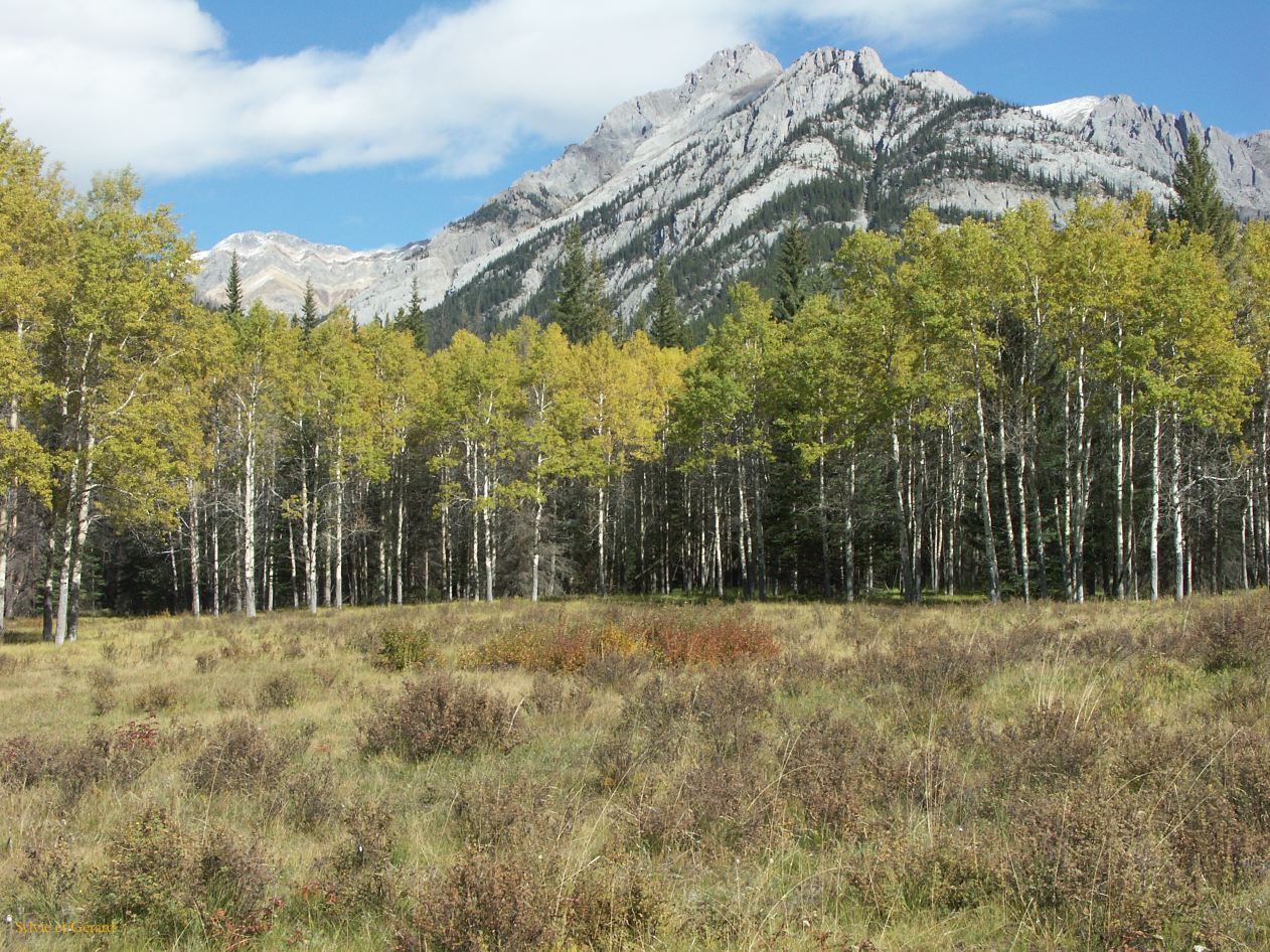 d banff 13