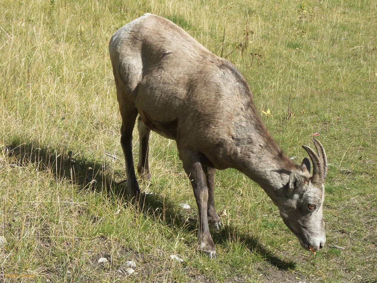 d banff 20