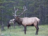 e jasper 41