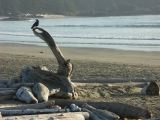 h ile de vancouver 33