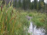 b Revelstoke 02