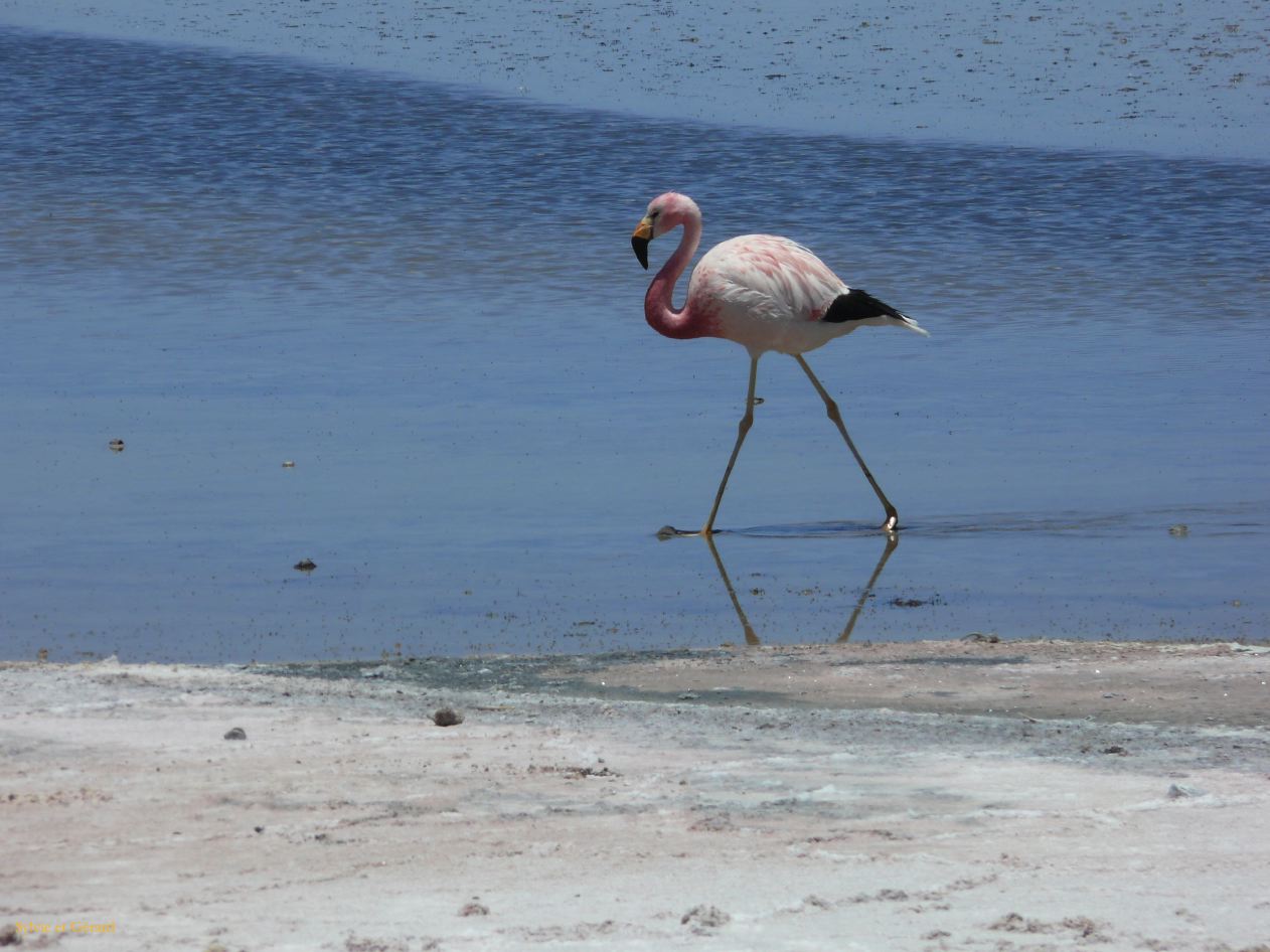 Chili Atacama San Pedro Laguna Chaxa Reserve Nationale les Flamants  100