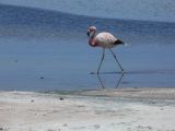 Chili Atacama San Pedro Laguna Chaxa Reserve Nationale les Flamants  100