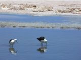 Chili Atacama San Pedro Laguna Chaxa Reserve Nationale les Flamants  101