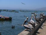Chili La Serena Coquimbo  002
