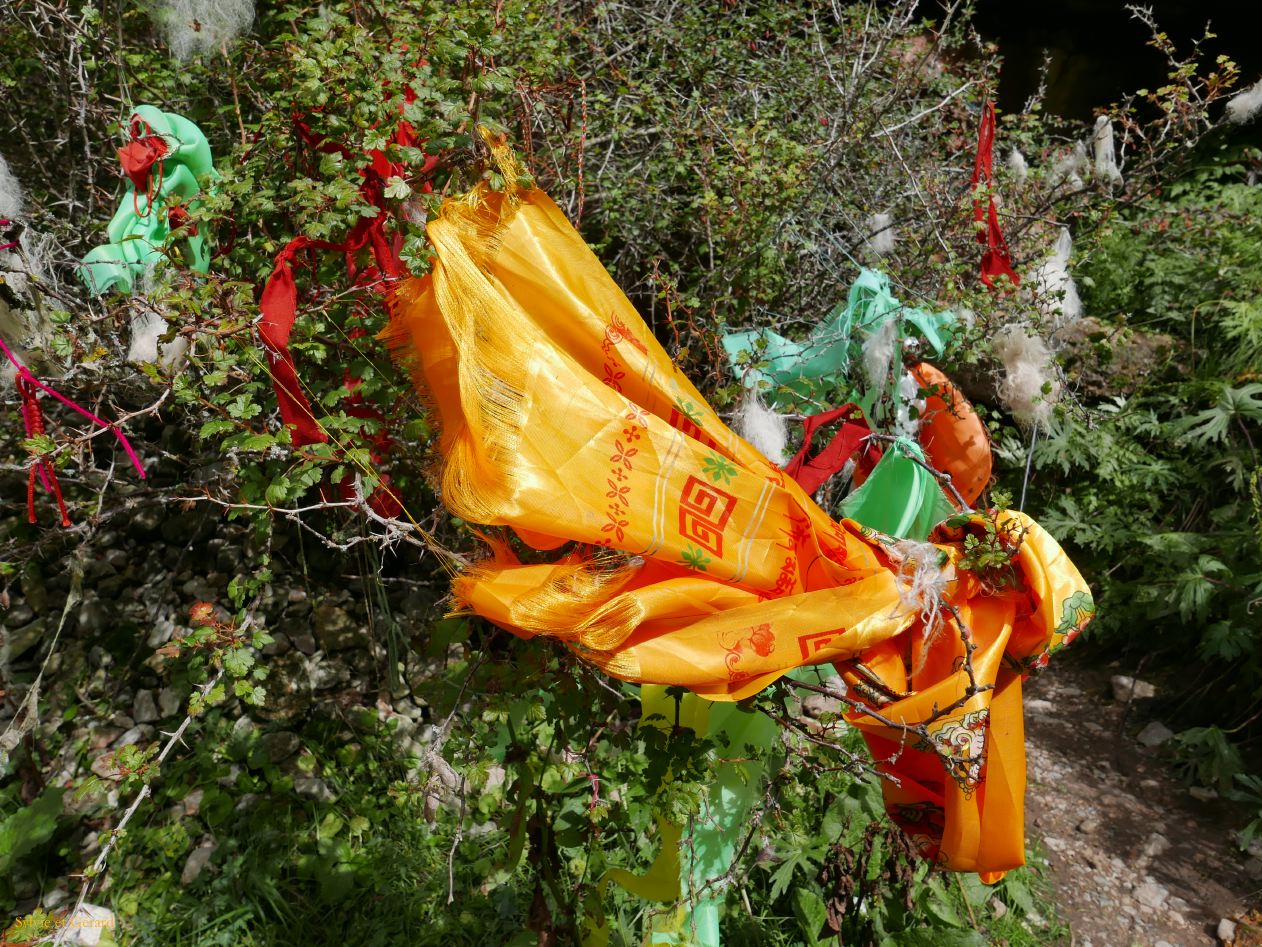 04 23 Langmusi Kerti Gompa khatas et bouts de laine de moutons acrochés aux arbustes