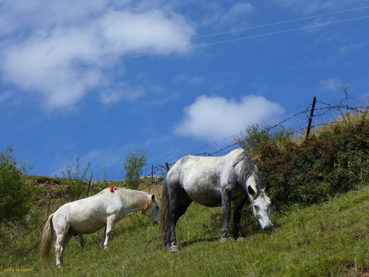 04 30 Langmusi Kerti Gompa les chevaux 