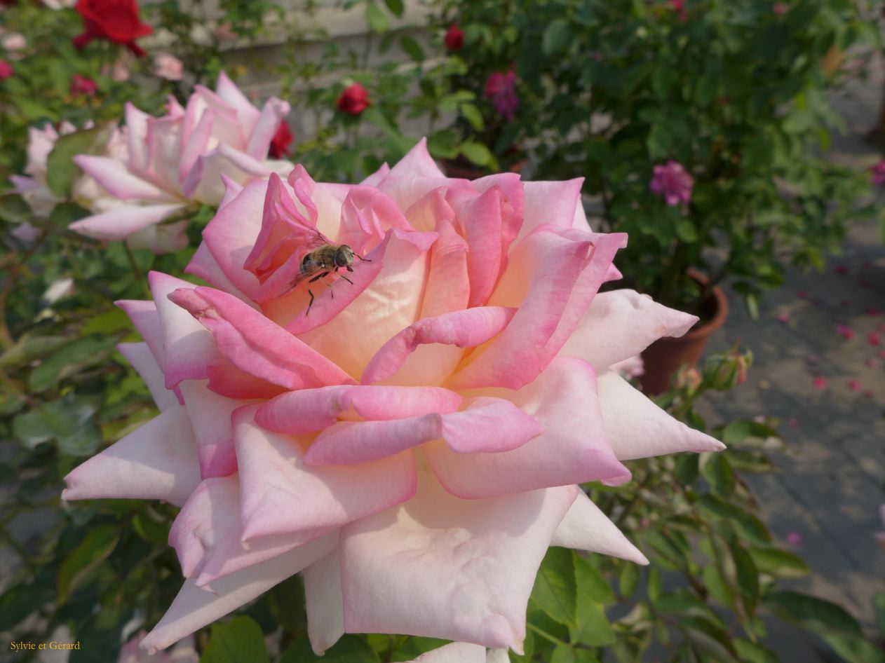 09    Pekin 4 temple du Ciel quelques roses