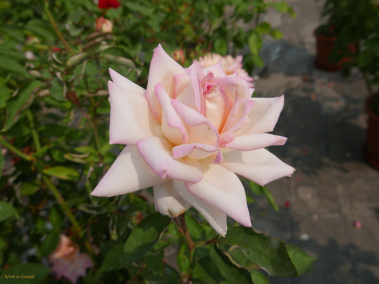09    Pekin 5 temple du Ciel quelques roses 