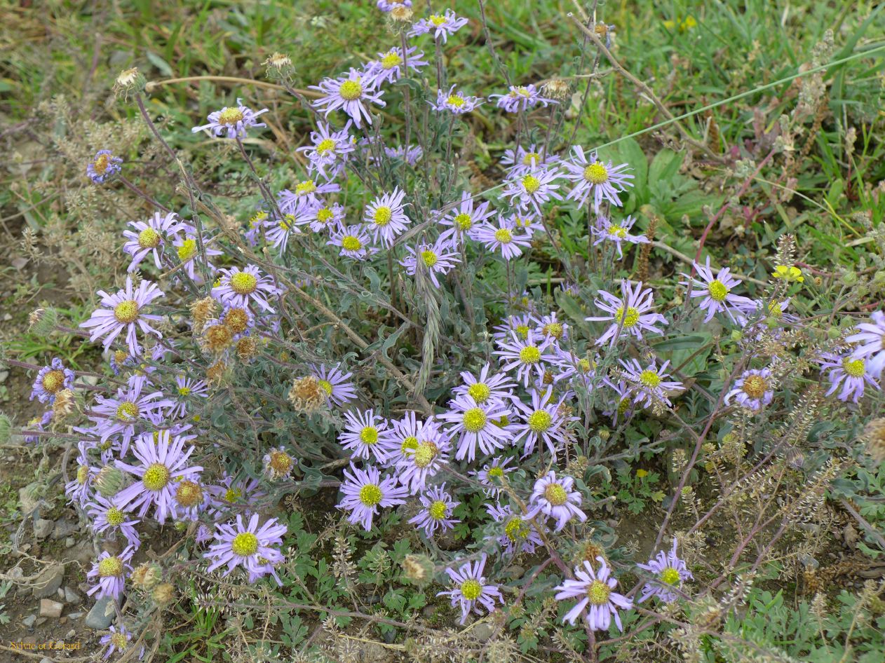 03 05 Xiahe les Prairies de Sangke fleurs 