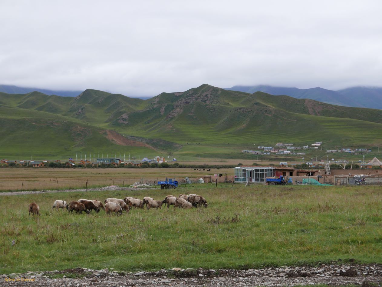 03 07 Xiahe les Prairies de Sangke moutons 